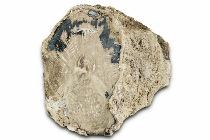 Wide Petrified Wood (Schinoxylon) Limb - Blue Forest, Wyoming #344114